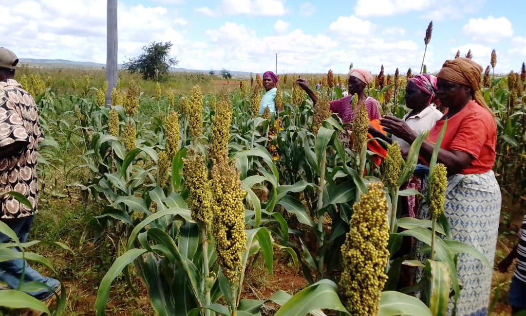 Image 2: Photo Credit: Diana Mapulanga, Community Technology Development Trust (CTDT) - Tuyandane FFS analysing the crop under PVS