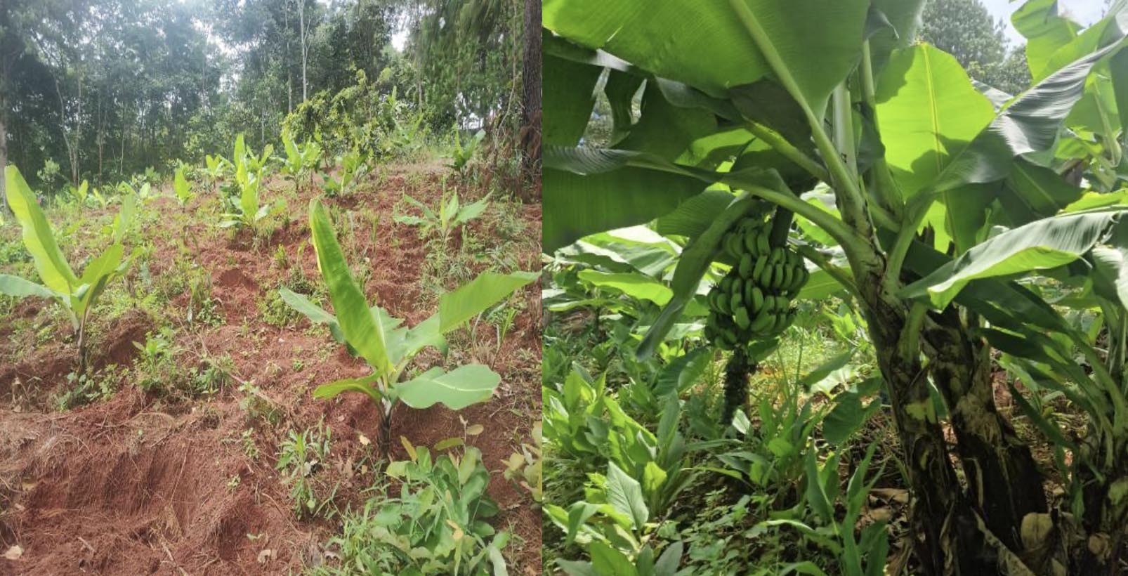 The Kaboko Agroecological Living Lab before and after